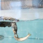 鵜匠による「鵜飼の実演」【4月12日】