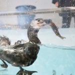 ゴールデンウイークの「鵜飼の実演」【4月28日】