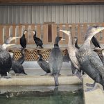 鵜飼バックヤードツアー【 5月17日(土) 】